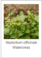 ￼Nasturtium officinale
Watercress