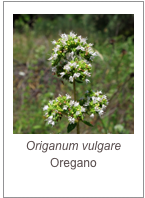 ￼Origanum vulgare
Oregano