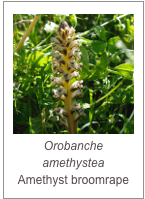 ￼Orobanche amethystea
Amethyst broomrape