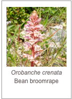 ￼Orobanche crenata
Bean broomrape