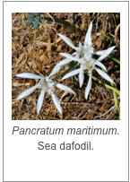 ￼Pancratum maritimum.
Sea dafodil.
