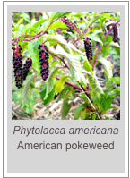 ￼Phytolacca americana
American pokeweed