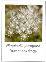￼Pimpinella peregrina
Burnet saxifrage