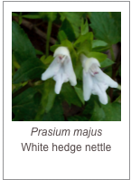 ￼Prasium majus
White hedge nettle