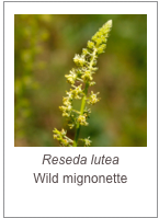 ￼Reseda lutea
Wild mignonette