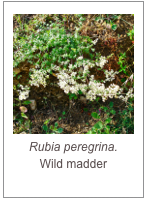 ￼Rubia peregrina.
Wild madder