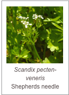 ￼Scandix pecten-veneris
Shepherds needle