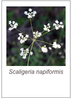 ￼Scaligeria napiformis
