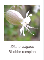￼Silene vulgaris
Bladder campion