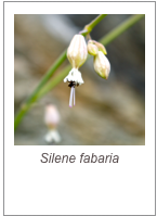 ￼Silene fabaria
