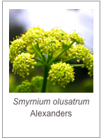 ￼Smyrnium olusatrum
Alexanders