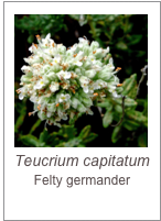 ￼Teucrium capitatum
Felty germander