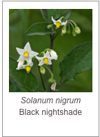 ￼Solanum nigrum
Black nightshade