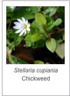 ￼Stellaria cupiania
Chickweed