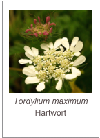 ￼Tordylium maximum
Hartwort