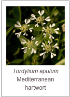￼Tordylium apulum
Mediterranean hartwort