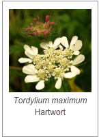 ￼Tordylium maximum
Hartwort