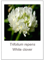 ￼Trifolium repens
White clover