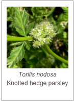 ￼Torilis nodosa
Knotted hedge parsley