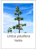 ￼Urtica pilulifera
Nettle