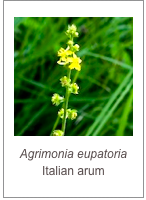 ￼Agrimonia eupatoria
Italian arum