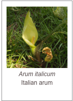 ￼Arum italicum
Italian arum