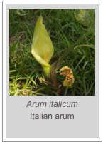 ￼Arum italicum
Italian arum