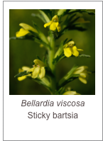 ￼Bellardia viscosa
Sticky bartsia