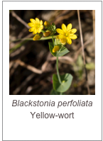 ￼Blackstonia perfoliata
Yellow-wort