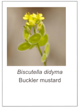￼Biscutella didyma
Buckler mustard