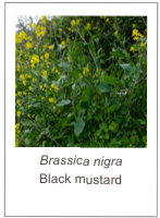 ￼Brassica nigra
Black mustard
