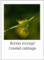 ￼Bunias erucago
Crested cabbage