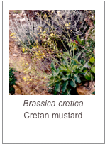 ￼Brassica cretica
Cretan mustard