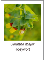 ￼Cerinthe major
Hoeywort
