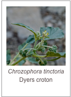 ￼Chrozophora tinctoria
Dyers croton