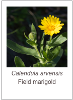 ￼Calendula arvensis
Field marigold