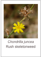 ￼Chondrilla juncea
Rush skeletonweed