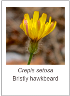 ￼Crepis setosa
Bristly hawkbeard