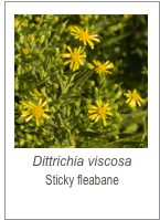 ￼Dittrichia viscosa
Sticky fleabane