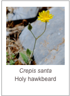 ￼Crepis santa
Holy hawkbeard