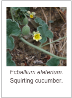 ￼Ecballium elaterium.
Squirting cucumber.