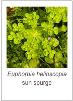 ￼Euphorbia helioscopia
sun spurge
