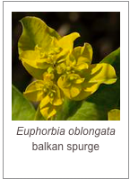￼Euphorbia oblongata
balkan spurge