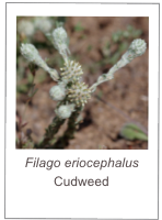 ￼Filago eriocephalus
Cudweed