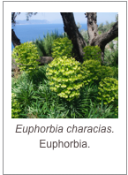 ￼Euphorbia characias.
Euphorbia.