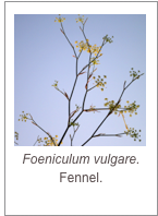 ￼Foeniculum vulgare.
Fennel.