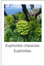 ￼Euphorbia characias.
Euphorbia.