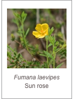 ￼Fumana laevipes
Sun rose