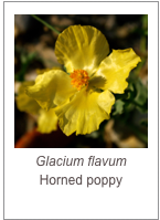 ￼Glacium flavum
Horned poppy