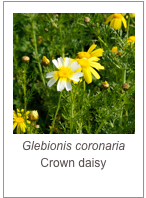 ￼Glebionis coronaria
Crown daisy